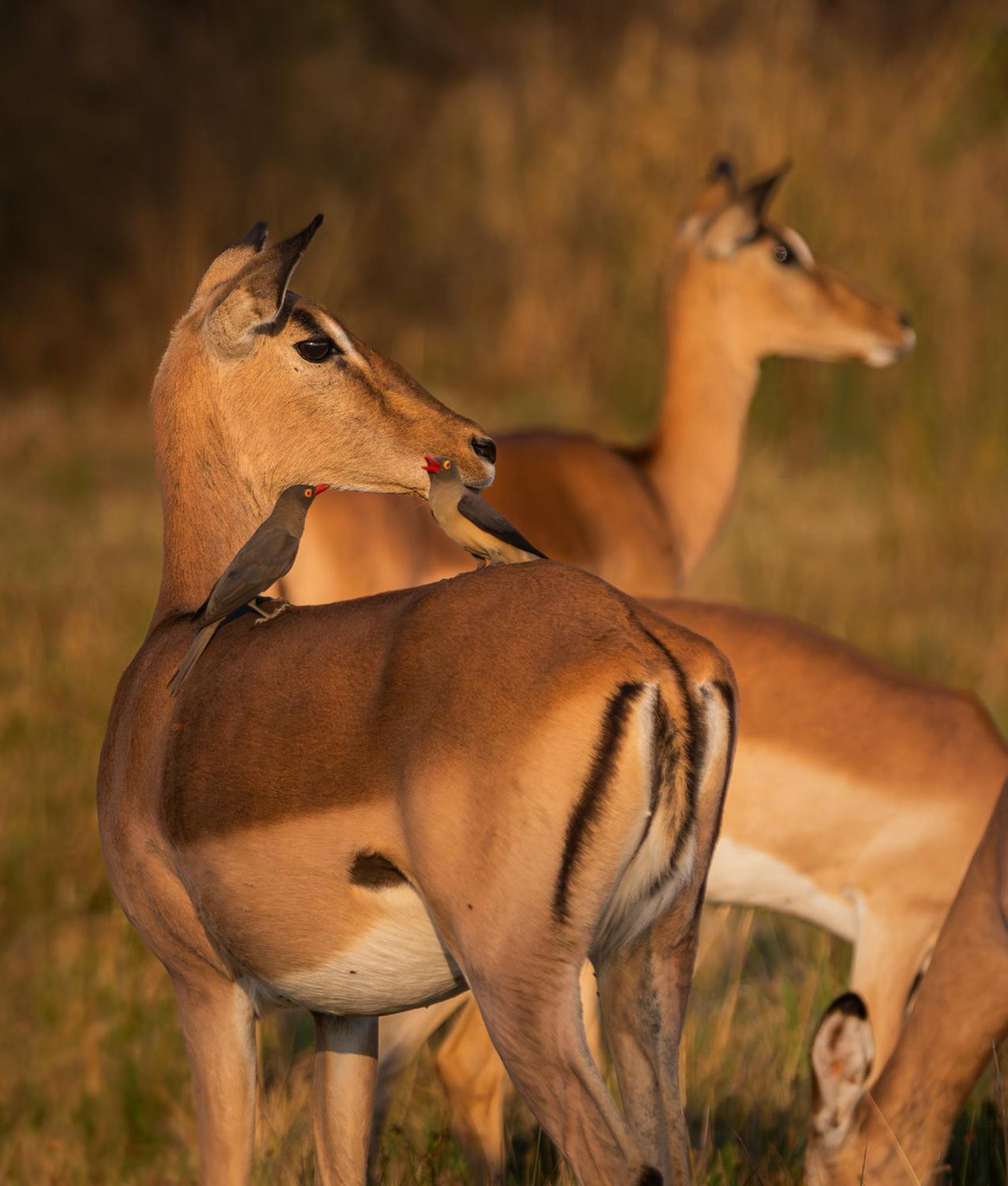 Out In Africa Wildlife Lodge Hammanskraal Kültér fotó