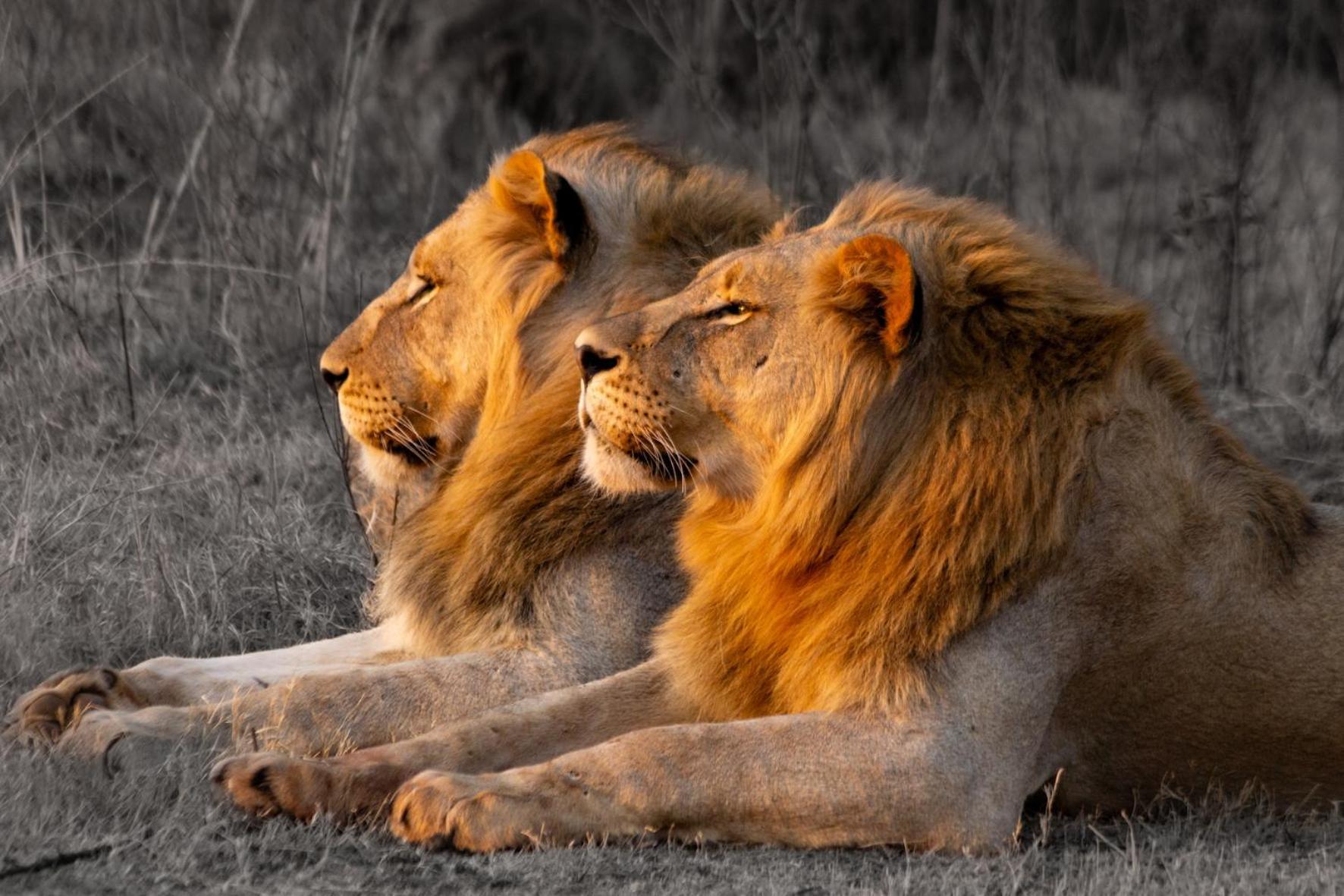 Out In Africa Wildlife Lodge Hammanskraal Kültér fotó